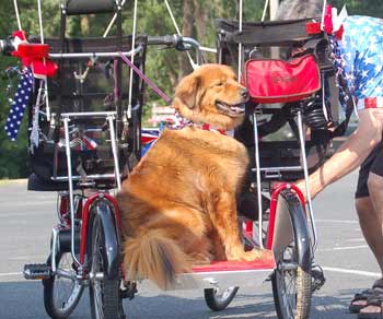 Biking Dog Charley Brown on his travel platform