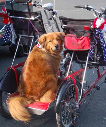 Biking Dog Charley Brown ready for Quadribent ride
