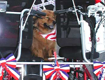 Biking dog gets a view between the seats