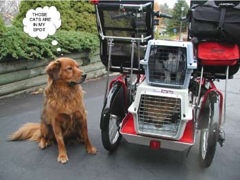 Charley Brown the dog looks at the cats on the Quadribent and thinks, 