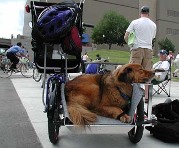 Sidecar with dog - close up